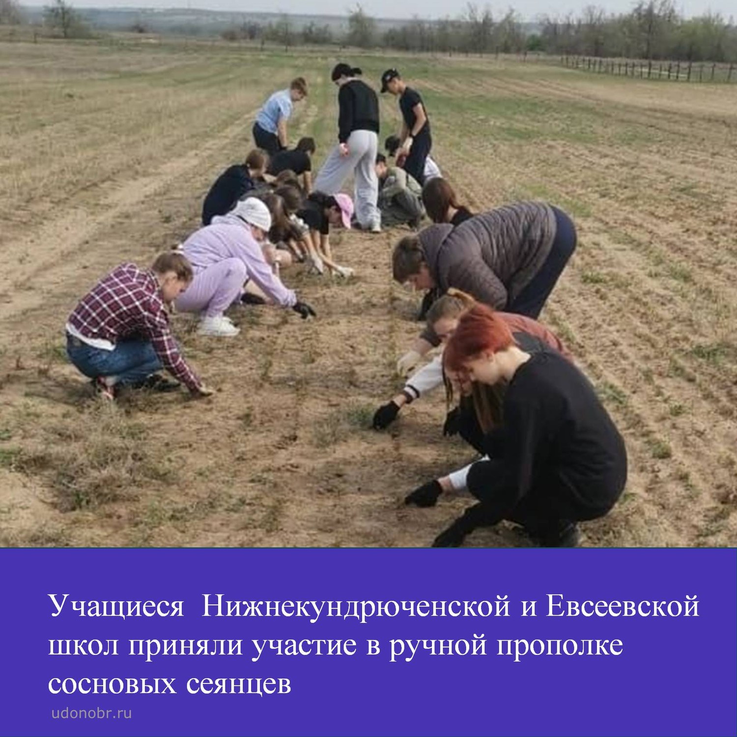 Учащиеся Нижнекундрюченской и Евсеевской школ приняли участие в ручной прополке сосновых сеянцев